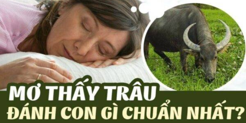 Tìm Hiểu Về Giấc Mơ Mơ Thấy Trâu Đánh Con Gì