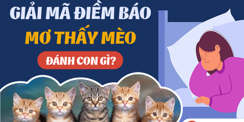 Các Câu Hỏi Thường Gặp Về Giấc Mơ Thấy Mèo Đánh Số Mấy